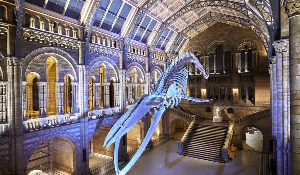 Natural-History-Museum-visitor-guide
